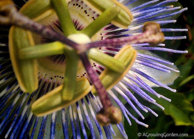 Blue Passion Flowers