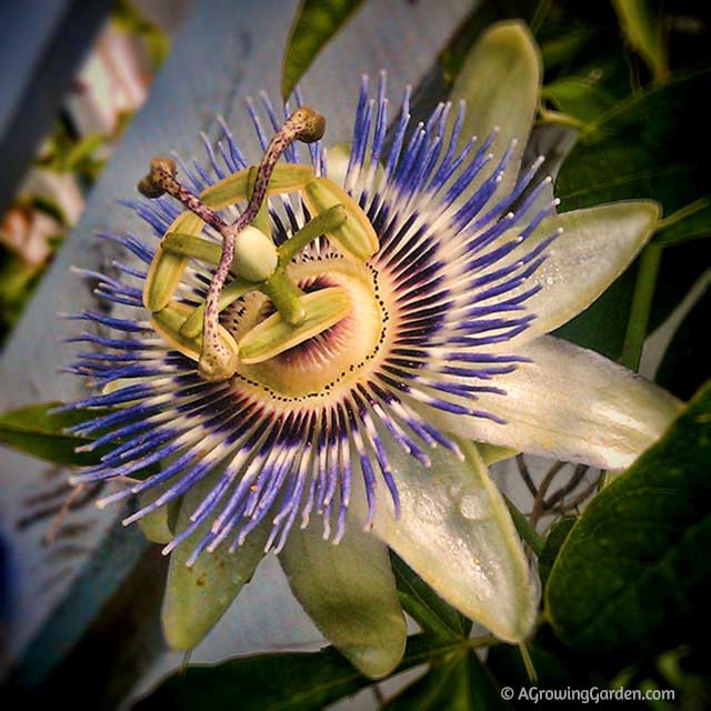 Passion Flower in Garden