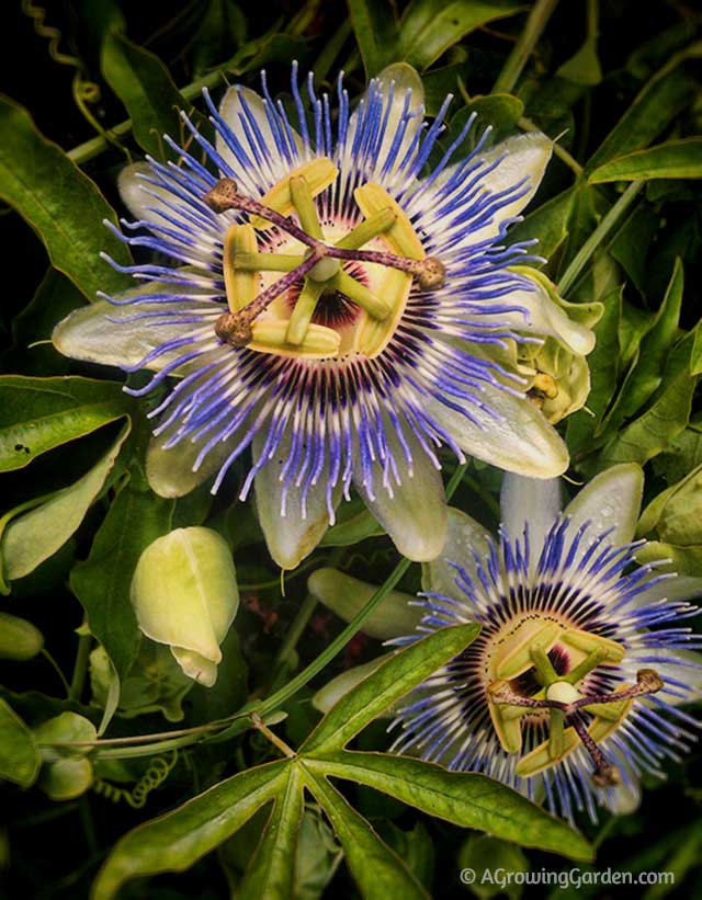 How to Grow Passionflower