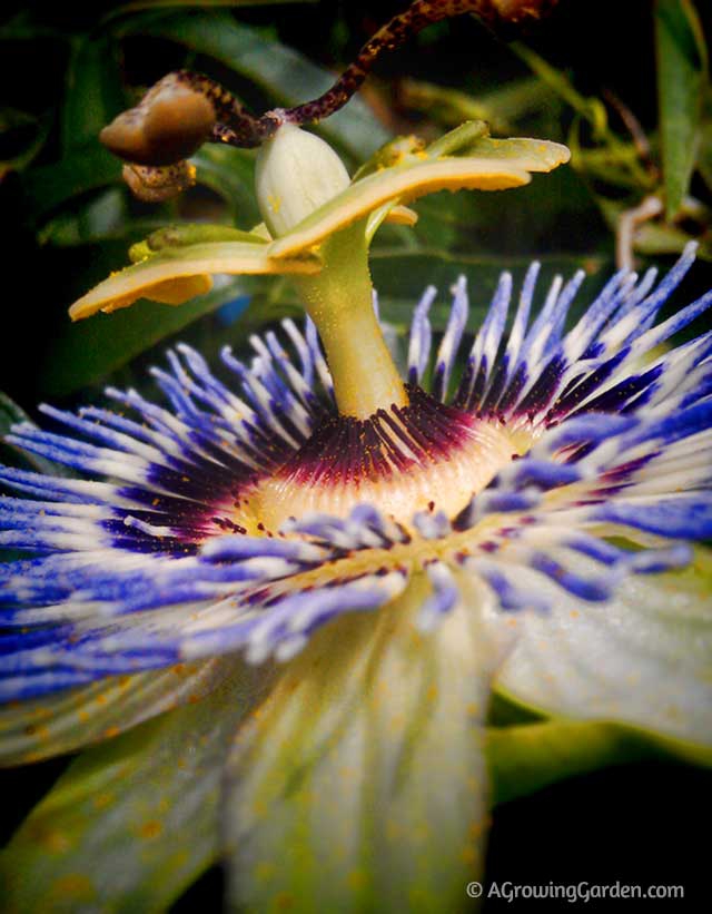 Growing Passion Flowers