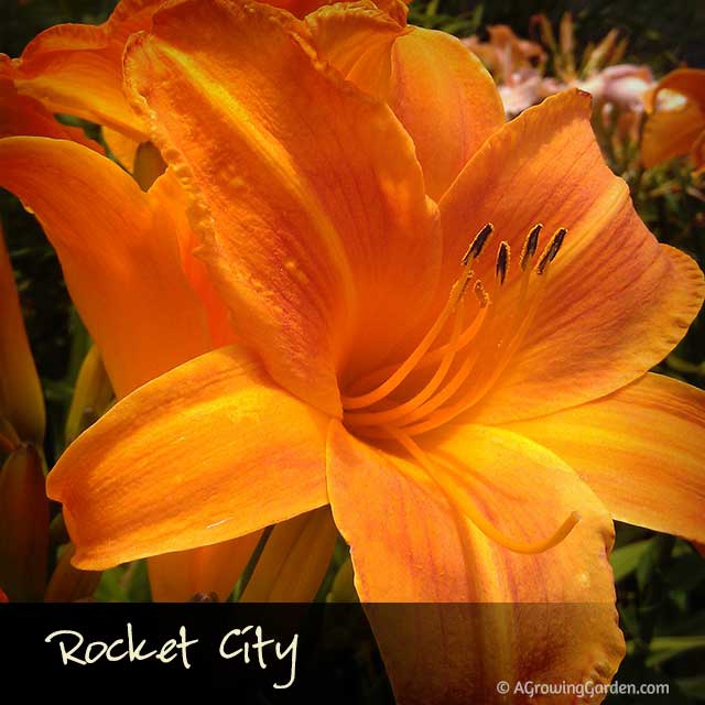 Rocket City Daylily