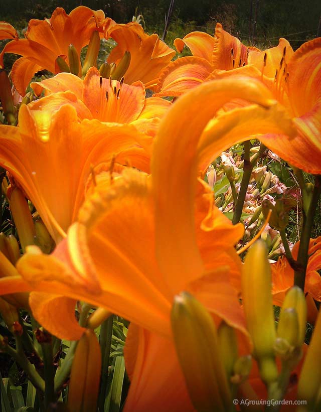 Reblooming daylilies - Rocket City