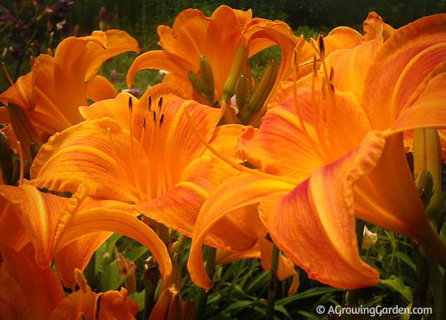 Rocket City Daylilies