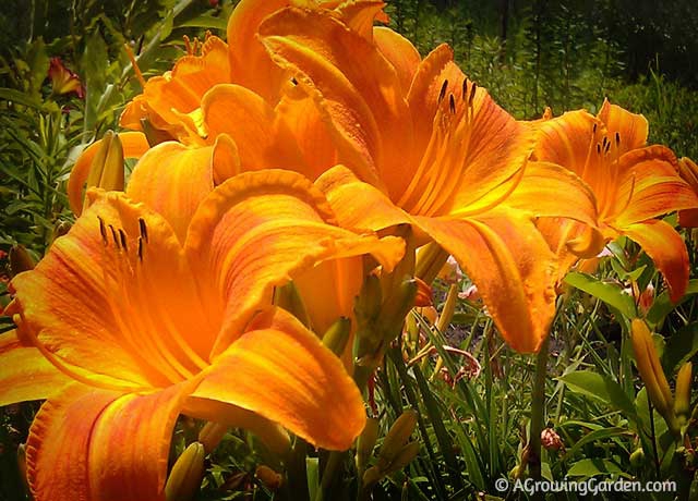 How to Grow Daylilies