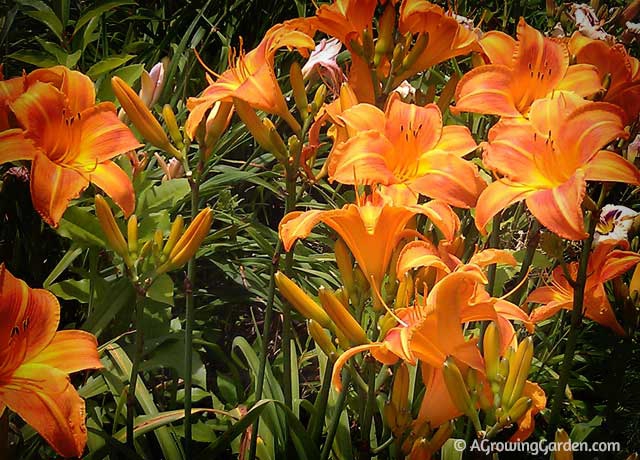 Hemerocallis - Rocket City