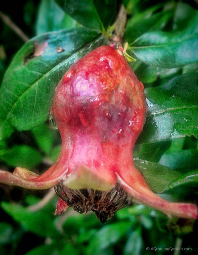 How to Grow Pomegranates