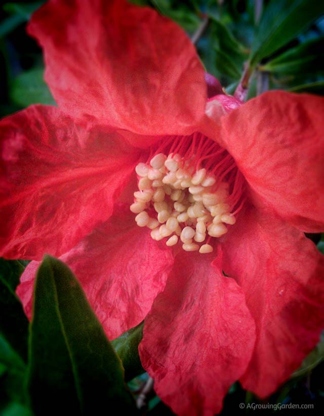 Pomegranate Flower