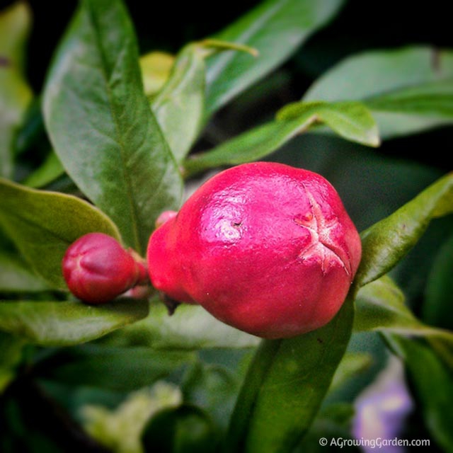 Pomegranate Flower Bud