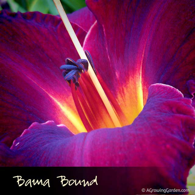 Bama Bound Daylily