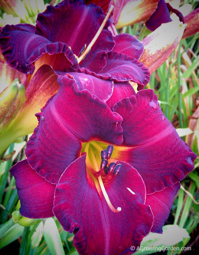 Hemerocallis Bama Bound