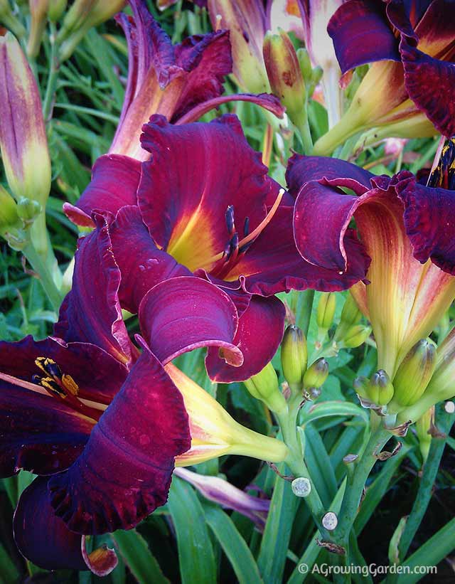 Dark Red Daylily - Bama Bound