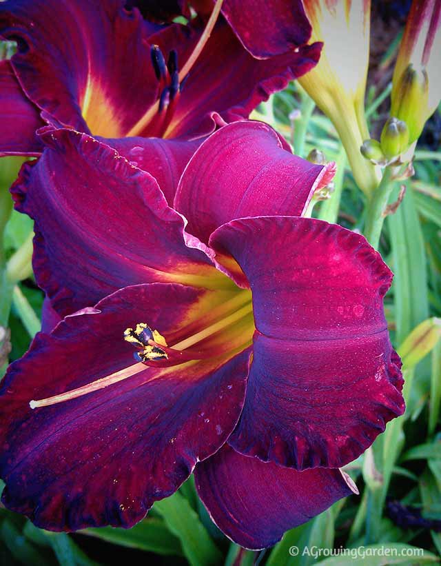 Daylilies in the Garden - Bama Bound