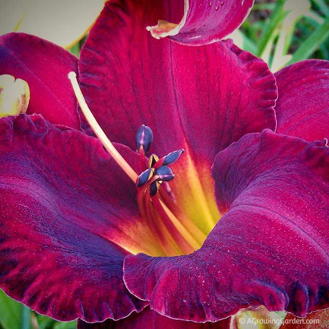 Bright Red Daylilies