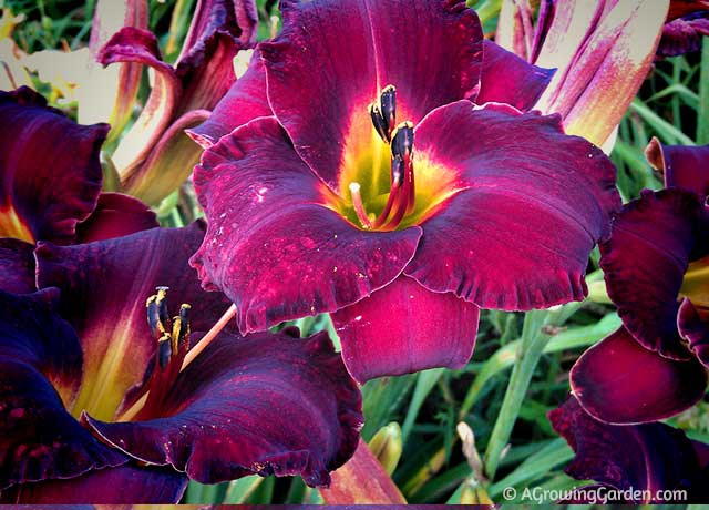 Bama Bound Daylilies Growing in Garden