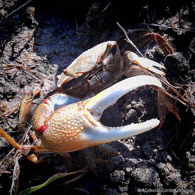 baby fiddler crabs