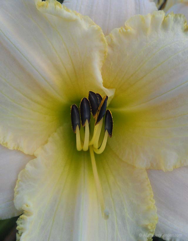 White Daylily - August Frost