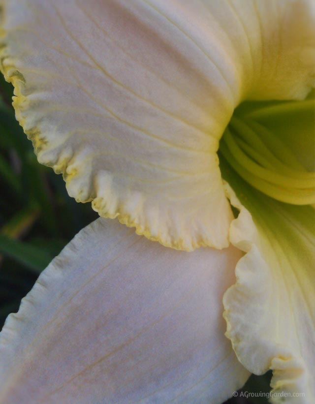 Late Blooming Daylily - August Frost