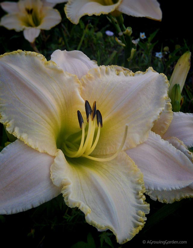 Pale Yellow Daylilies - August Frost