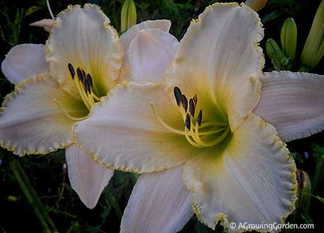 Hemerocallis August Frost