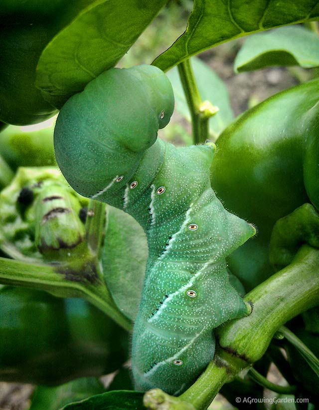 Tobacco Hornworm eating Pepper Plants