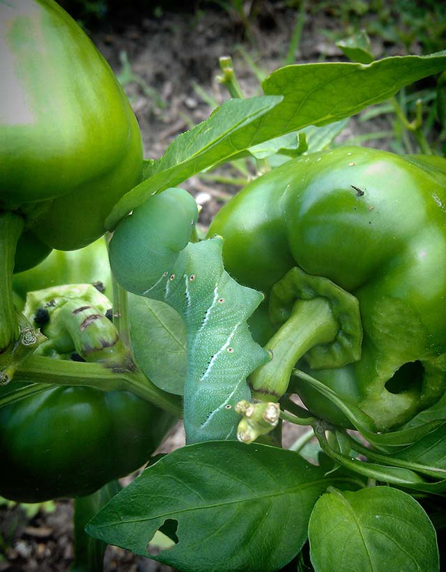 Tobacco Hornworm eating garden