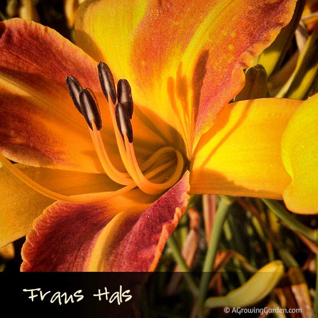 Frans Hals Daylily