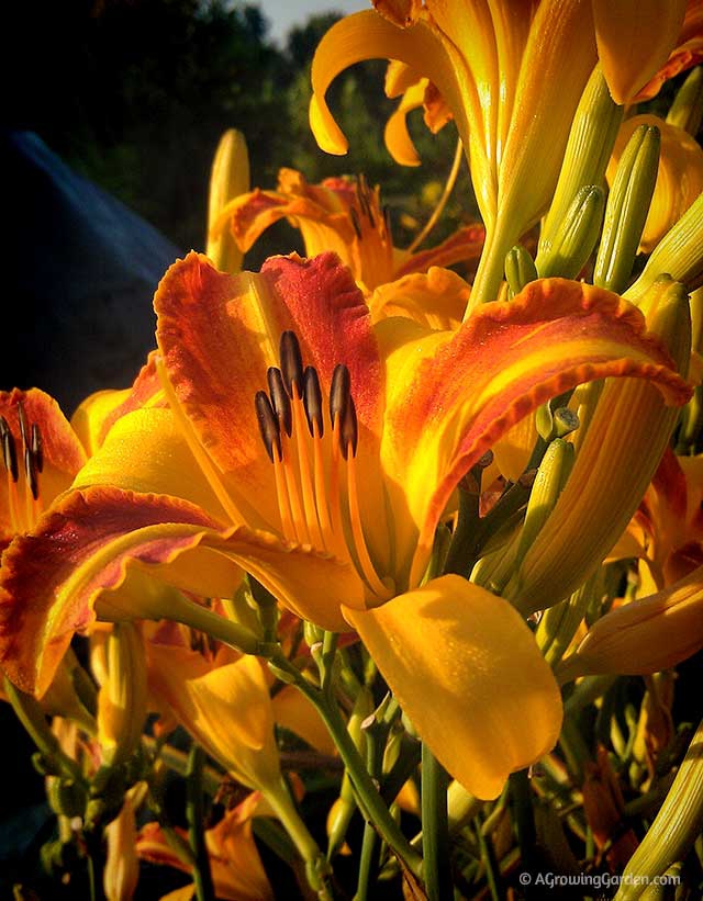 Growing Daylilies - Frans Hals