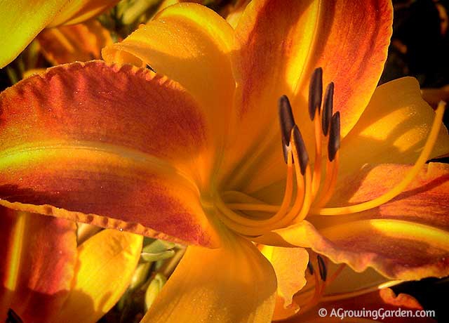 Orange Daylily - Frans Hals