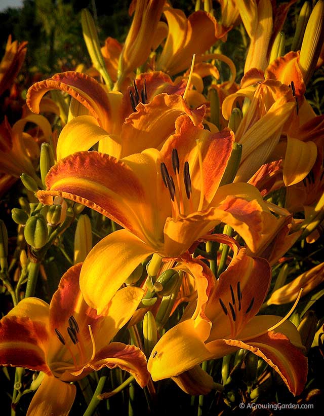 Bicolor Daylily - Frans Hals
