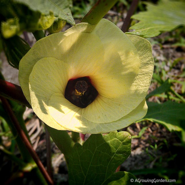 Okra Flower