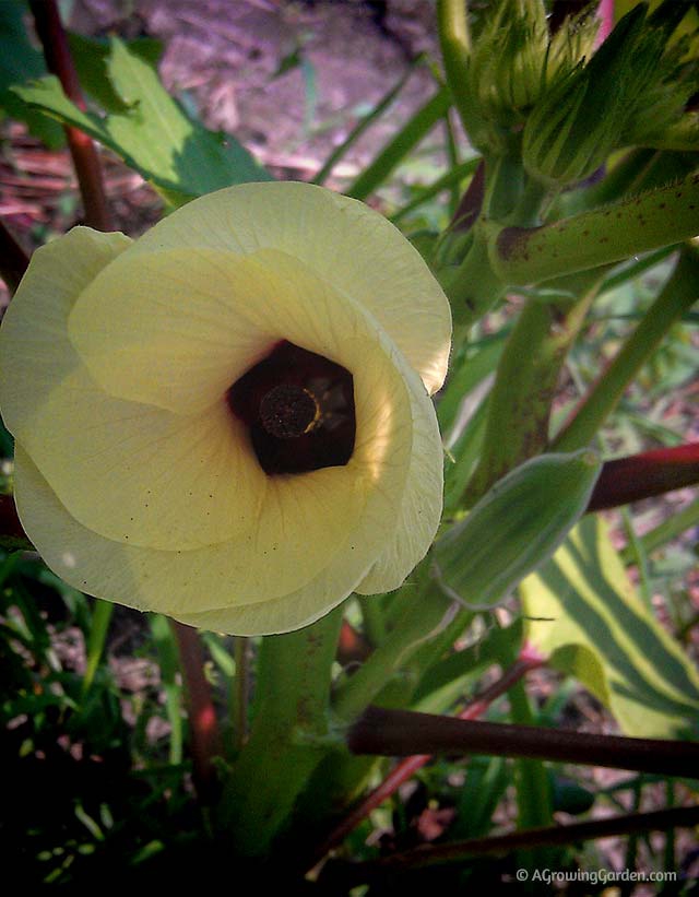 Beautiful Okra Flowers - Who Knew?