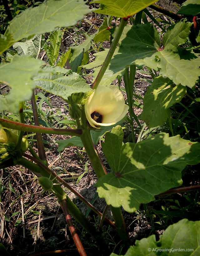 How to grow okra