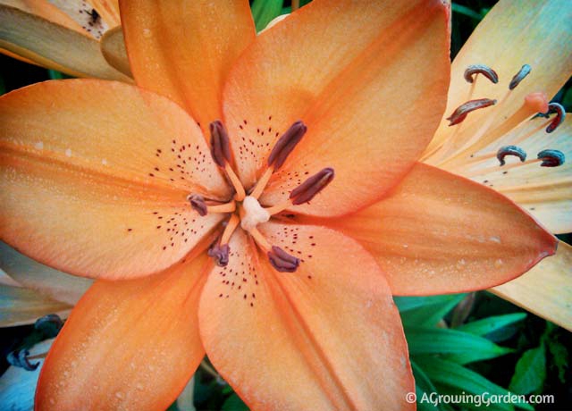 Growing Lilies in Your Garden