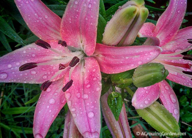 How to Grow Lilies