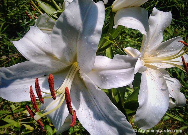 Asiatic Lilies