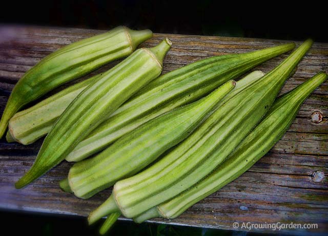 Our First Okra Harvest!