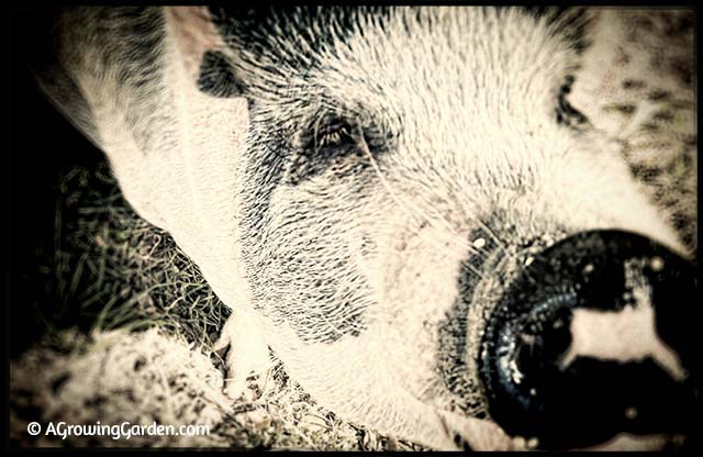 Our Neighbor, the Potbellied Pig