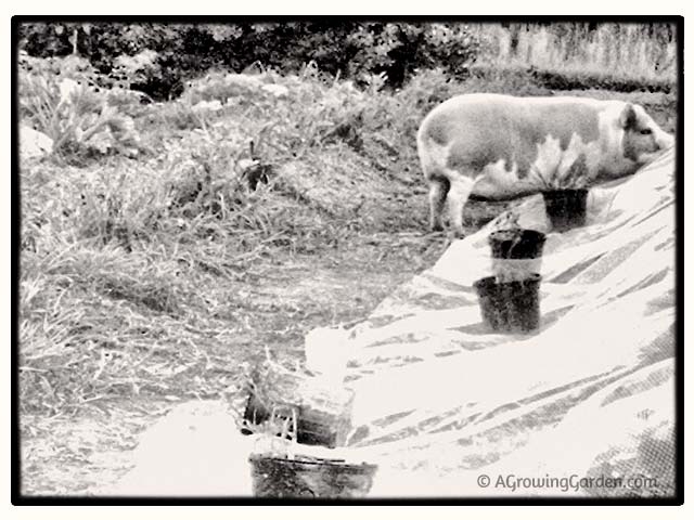 Potbellied Pig