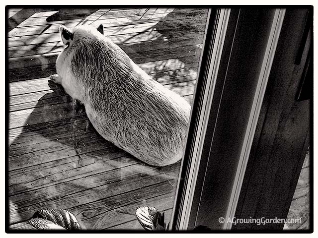 Potbellied Pig Sleeping on Deck