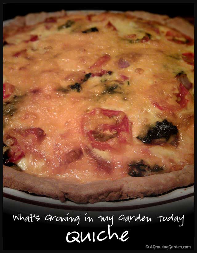 What's Growing in My Garden Today Quiche Recipe