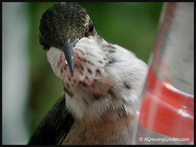 Hummingbird Lands on Finger