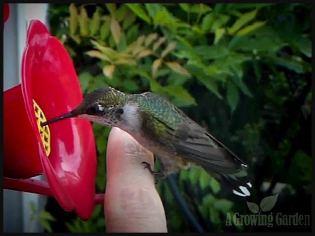 Hummingbird Lands on Finger