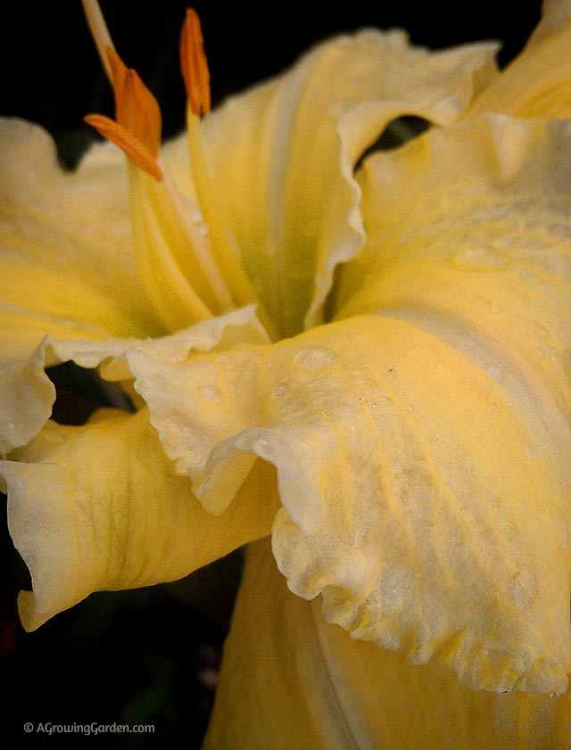Yellow Daylily - Airy Touch