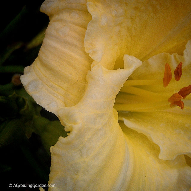 Daylily with Midseason Bloom Time