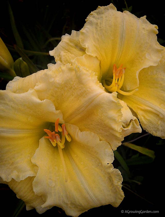 Hemerocallis Airy Touch