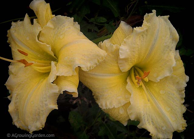 Hemerocallis Daylily - Yellow Reblooming