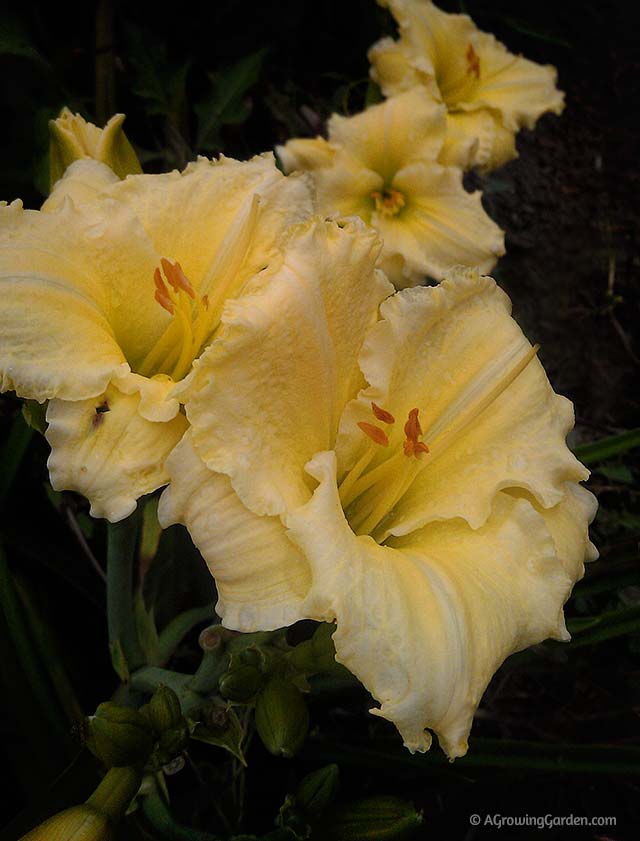 Reblooming Yellow Daylily