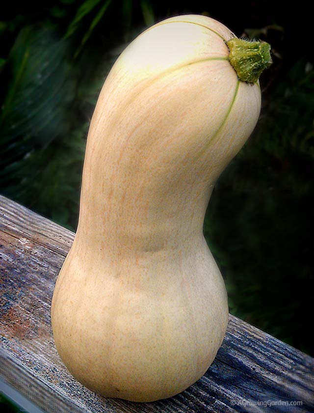 Butternut Squash