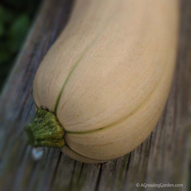 Growing Butternut Squash