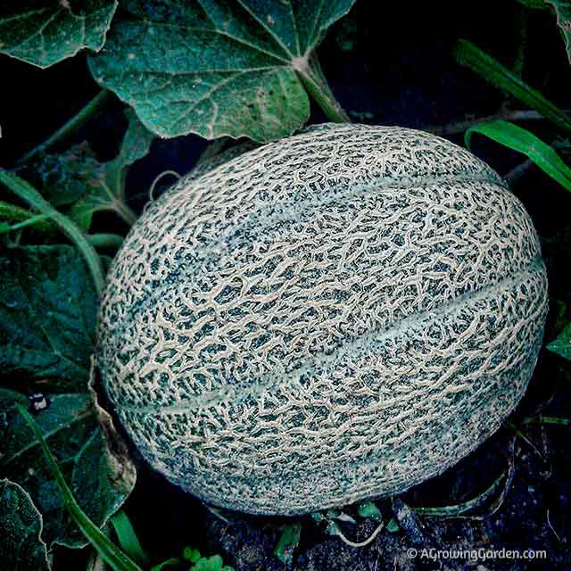 when to harvest melon